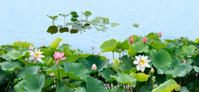 散文｜王玉芹：一塘清韵染心笺
