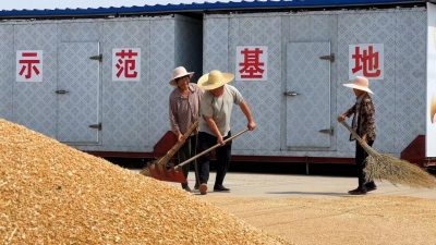 共享晒粮点 24小时为农服务 | 禹城市78万亩小麦颗粒归仓