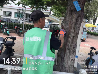 一树一策！德州园林实施东方红路“百柏复壮”工程
