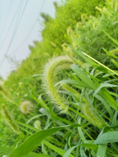 诗｜康丙云：小草