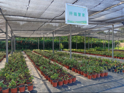 德州园林：育苗成效显著，万株花卉扮靓城市