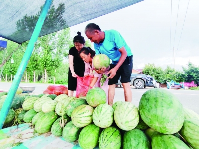 乐陵大孙乡：沙土地上果蔬飘香
