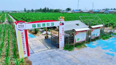 天衢新区这个村，真甜！
