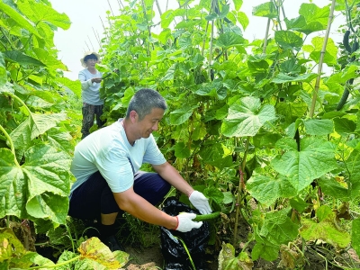 共享菜园：种出生活新方式