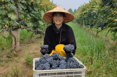 奥德曼酒庄第十五届采摘节火热开启！