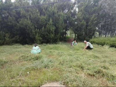 德州园林：清理杂草，为城市绿地“减负”
