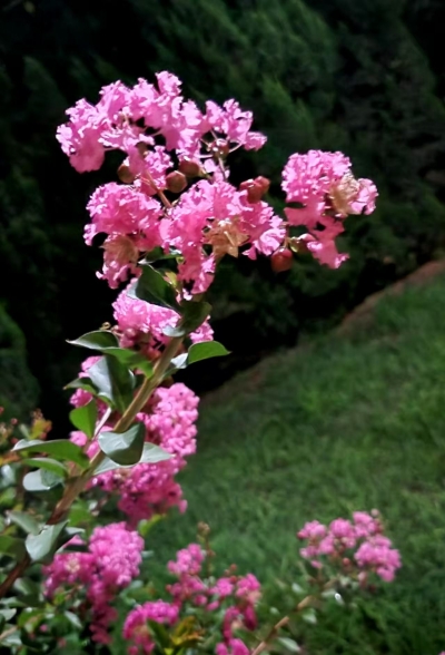 诗｜于占德：紫薇花（外一首）
