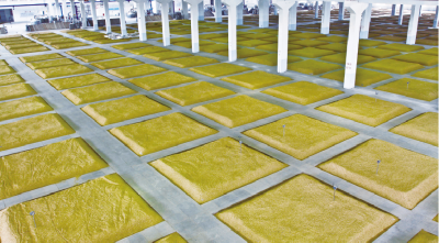 产业链上的山东好品牌丨古贝春集团：打造鲁酒振兴的“武城样本”