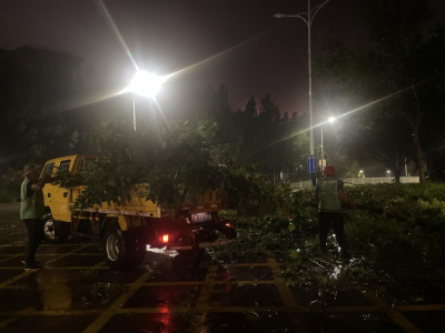 德州园林：紧急处置倒伏树木  消除道路安全隐患