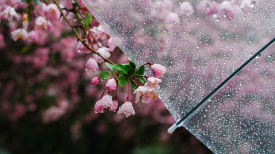 诗｜康丙云：六月菊（外一首）