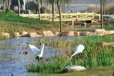 德州天衢新区：绿意盎然诗意浓