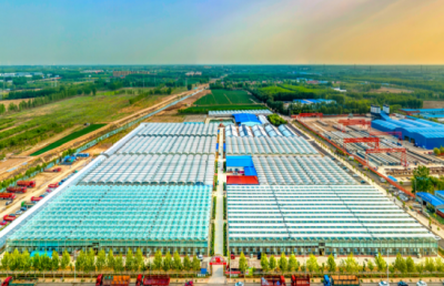 德城区新园村现代农业示范园：草莓“住进”智慧大棚，甜了舌尖富了民 