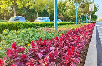 喜迎双节 | 德州22.4万株草花扮靓城市街头  
