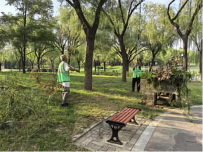 德州园林：清理枯枝落叶 美化市容环境