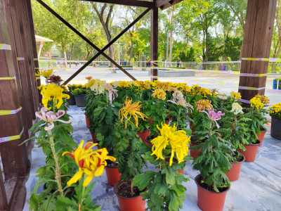 德州锦绣川景区：金秋菊韵迎双节  花团锦簇显匠心  