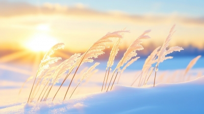 词｜范恩露：鹧鸪天 · 秋思