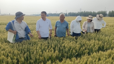 丰收节特刊 | 市农科院：科技创新赋能绿色“吨半粮”