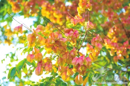 散文｜王玉芹：栾树下的邂逅