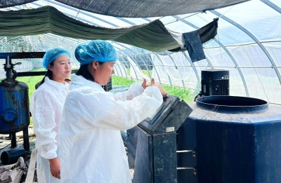 【德报·创时代】给韭菜“吃绿肥”“蒸桑拿” | 庆云女农人刘秀清：种出绿色有机“金牌韭”