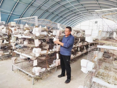 做大群体 做好服务 做强龙头 | 平原肉鸽产业“链式发展”谱新篇