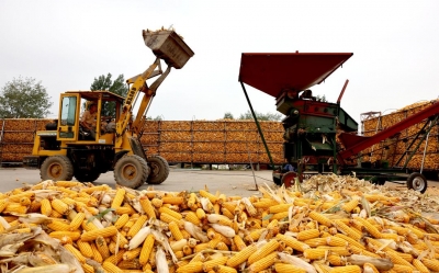 “抢秋”第一线丨无人机腾空“抢金”，科技秋收加速