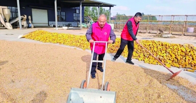 乐陵：公共场地变身“金色晒场”