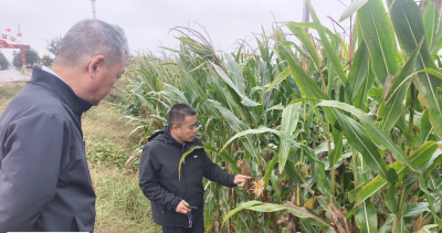 临邑县：三 “抢” 并行战秋汛 全县同心护粮仓