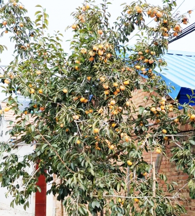 散文｜贾敬德：丰乐屯贡柿甜如蜜