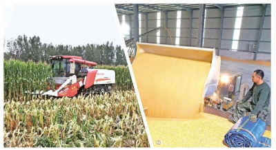 气象实时预警、调配农机、烘干储粮，山东收烘储多措并举，全链条闭环抢收秋粮