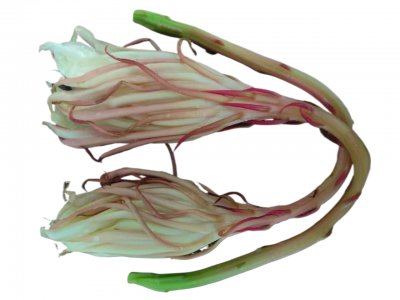 诗｜张玲：昙花