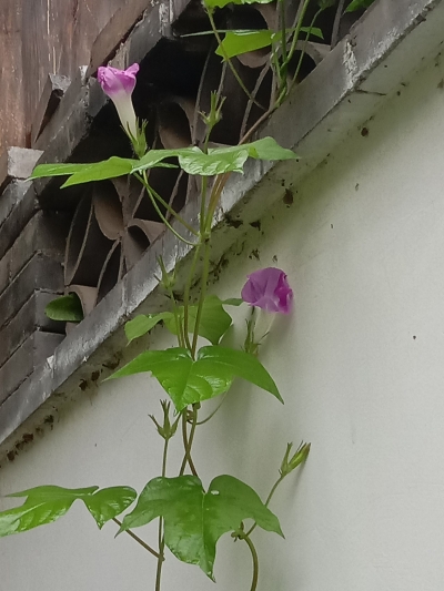 散文｜王玉芹：豆腐巷里忆童年