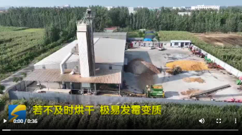 抢收夺丰！秋收遇上连阴天，山东各地打出“组合拳”全力保障秋粮归仓