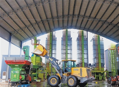 抢！应对连阴雨，秋收一线直击（秋收进行时）