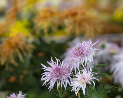 诗｜于占德：咏菊二首