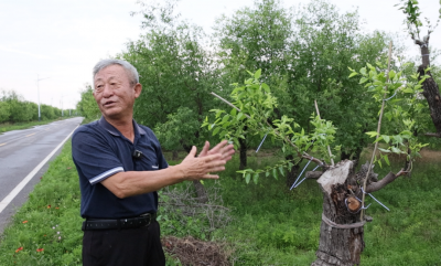 乐陵市“金丝四号”推广项目嫁接老枣树示范园建设全面完成
