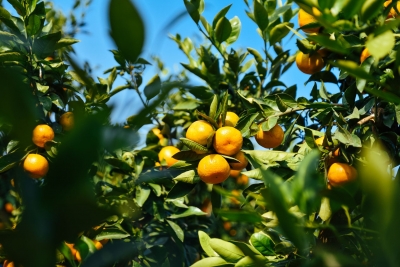 诗｜王朝忠：霜降田野即景