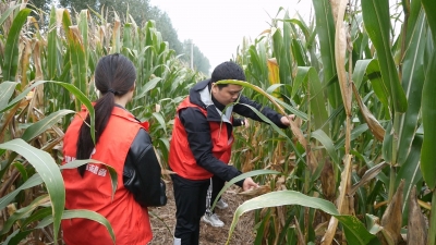 烘干塔昼夜运转，红马甲田间奔忙！宁津津城街道：与阴雨赛跑抢收万亩玉米
