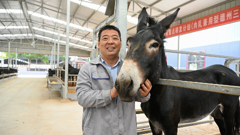 禹城“驴管家”贾吉民：让德州驴“活下来” 火起来