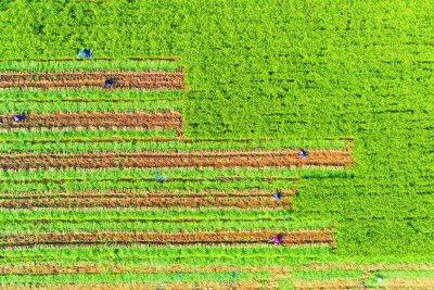 读图 | 禹城姜庄村红芽姜卖到胖东来