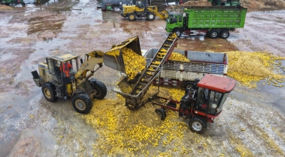 战阴雨 保秋粮——产粮大省山东抢收抢烘一线见闻