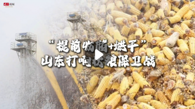 “提前收储+烘干”，山东打响秋粮保卫战