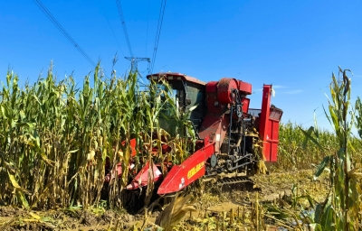 “三秋”一线 | 截至10月13日，全市秋粮收获449.15万亩，占应收面积52.48%：战阴雨 抢农时 保粮安