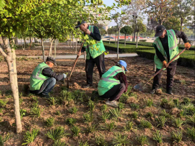 德州园林：抢抓种植黄金期  补绿提质焕新颜  