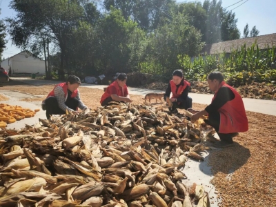 乐陵：干群同心晾晒忙