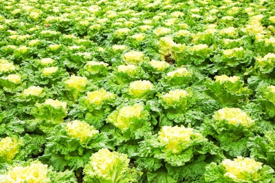 散文｜刘再星：种白菜