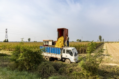 田间金融暖 “三秋”！邮储银行德州市分行2亿元贷款帮收粮户破资金困局