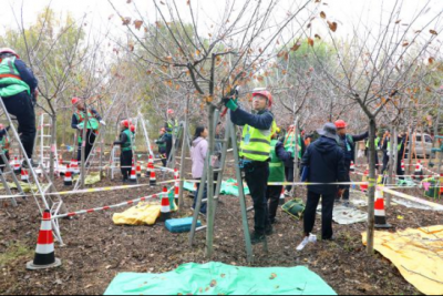以技赋能！德州市园林植物修剪竞赛圆满收官