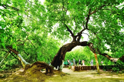 散文 | 黄桓存：双节游园有感