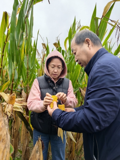 乐陵：农技专家田间“把脉问诊”