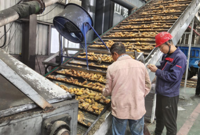 临邑：连夜改进，工业用烘干设备转为农用！破解潮粮积压难题